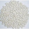 White Kidney Beans - Japanese Type (HM-11006)