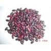 Red Kidney Bean (WT)
