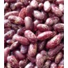 Purple Speckled Kidney Beans (008)