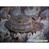 Swimming crab