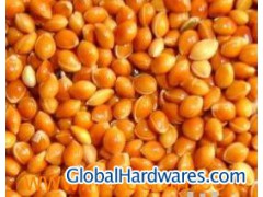 Sell Red Broomcorn Millet with Husk图1
