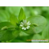 Supply Chickweed Herb Extract Powder