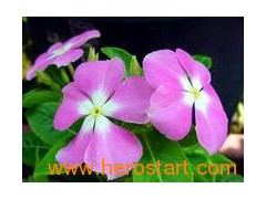 Vinorelbine Ditartrate CAS:125317-39-7图1