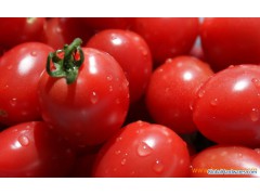 Tomato Extract (Lycopene)图1
