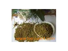 Mung Beans 008图1