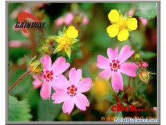 Lemon balm extract-3% Flavones or 10:1图1