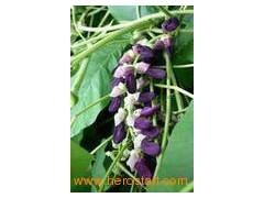 Mucuna Pruriens extract图1
