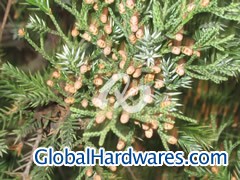Pine Bark图1