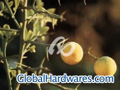 Immature Bitter Orange图1