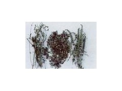 Cat Nut extract powder图1