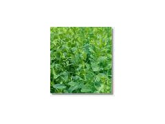 Atractyhodes extract powder图1