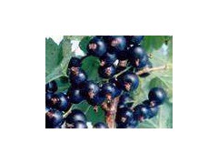 black currant concentrate图1