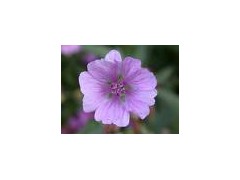 Althaea Rosae Root extract powder图1