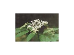 elderberry concentrate图1