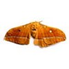 male silk moth extract