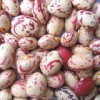 Light Speckled Kidney Bean (Round)