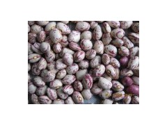 Kidney bean图1