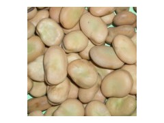 Broad Beans图1