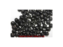 Black Soybean图1