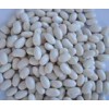 Japanese White Kidney Bean