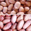 Peanut Kernels