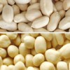 Blanched_Peanut_Kernels