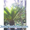 Palm Trees Sago Palm From Egypt`