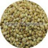 Coriander seed