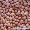 Peanut kernel (round type)