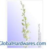 Sell Orchid Fresh Cut Flower From Thailand.