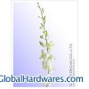 Sell Orchid Fresh Cut Flower From Thailand.