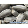 Black Oil Sunflower ( Sunflower Seed )