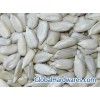 Sunflower Hearts ( Sunflower Seed Kernel )