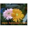 gerbera2