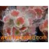 Fresh_Cut_Flower_Chrysanthemum_Gerbera_jamesonii8