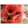 Fresh_Cut_Flower_Chrysanthemum_Gerbera_jamesonii5