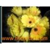Fresh_Cut_Flowers_Gerbera_Gold_Coast