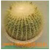 large cactus indoor tropical plants (Golden Barrel Cactus)