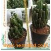 mini succulent cactus plants bonsai (Cereus)