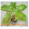 zamia_furfuracea_indoor_green_foliage_plants