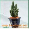 indoor cactus flowering plants (Grafted red cactus plant)