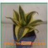 Ornamental_foliage_house_plants_Sansevieria_Golden_Hahnii