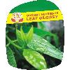 Organic Indoor Plant Food Leaf glossy