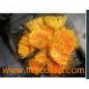 Fresh_Cut_Flowers_Gerbera_Golden_Sun.