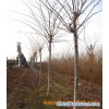 Cercis Chinensis