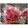 Fresh_Cut_Flowers_Gerbera_Pink