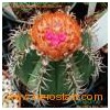 outdoor garden cactus flowering plants (Melocactus)