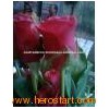 Attractive_Red_Rose