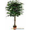 Artificial Ficus Tree