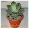 Cactus succulent plant (Agave potatorum tropical plants)
